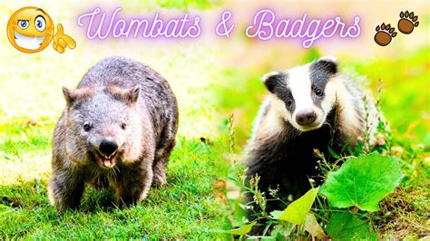 are wombats similar to badgers